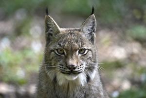 800-A-Luchs